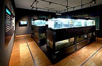 うなぎ展示室２（世界のウナギを展示する１６個の大型水槽）